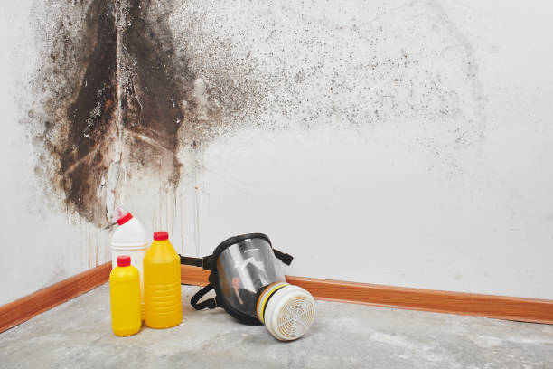 Best Fast Mold Removal  in Ada, OK