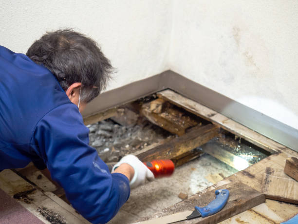Best Mold Testing  in Ada, OK