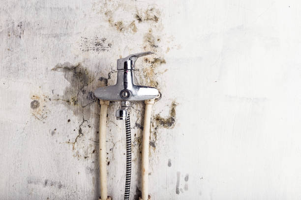 Best Best Mold Removal Companies  in Ada, OK