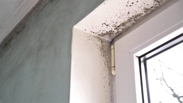 Best Office Mold Removal Services  in Ada, OK