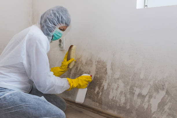 Best Mold Damage Repair  in Ada, OK