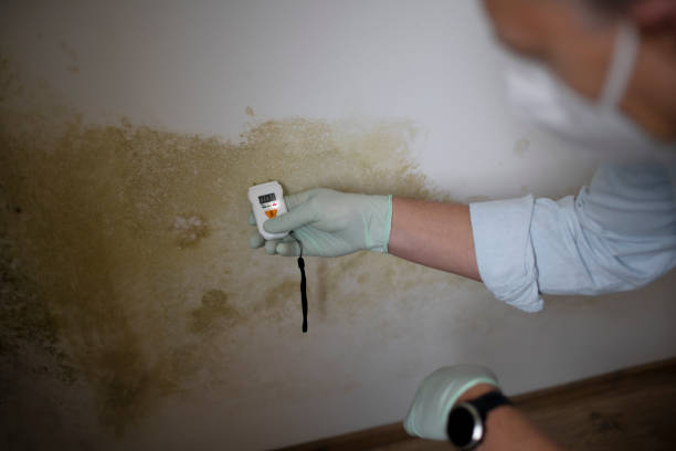 Best Attic Mold Removal  in Ada, OK