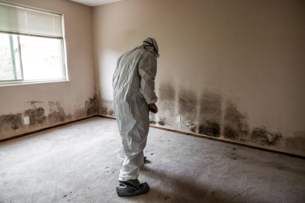 Mold Removal and Inspection in Ada, OK