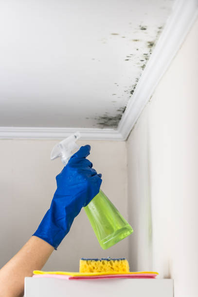 Best Home Mold Removal  in Ada, OK